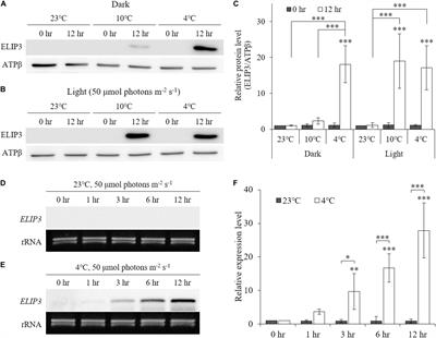 Early Light-Inducible Protein (ELIP) Can Enhance Resistance to Cold-Induced Photooxidative Stress in Chlamydomonas reinhardtii